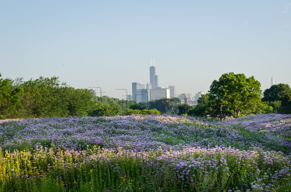 Purple wildflowers in front of the Chicago skyline.